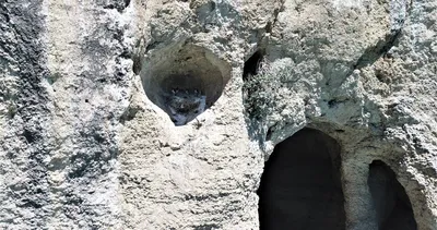 İnsanlara karşı tepki göstermiyorlar! Oyuklara yerleşmişler