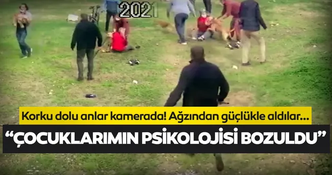 son dakika antalya daki pitbull