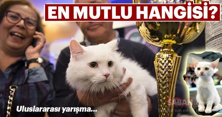 Uluslararası mutlu kediler yarışması...