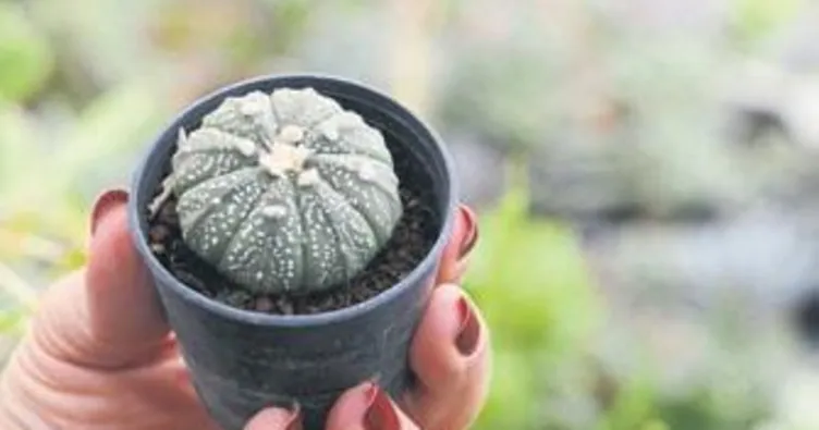 Her masaya bir kaktüs