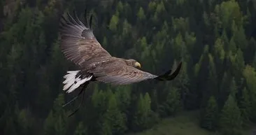 Kuzey Amerika’daki yırtıcı kuşların sayısında çarpıcı düşüş
