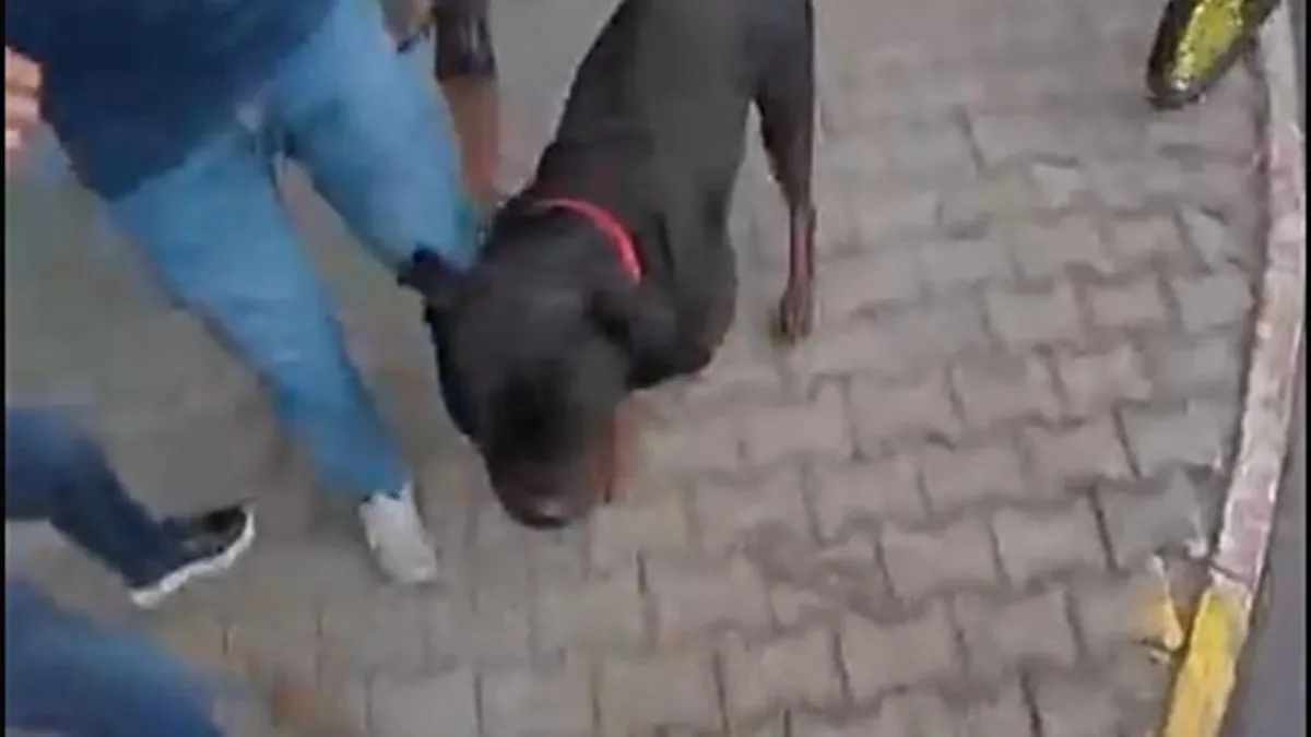 Mersin’de Rottweiler dehşeti: Önce kadına, sonra kuryeye saldırdı!