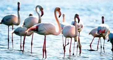 Soğuk havalardan kaçan flamingolar Milas’ta toplandı