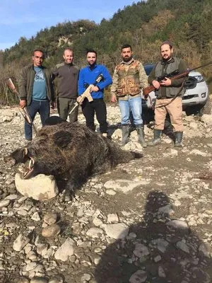 400 kilo ağırlığında domuz avladılar