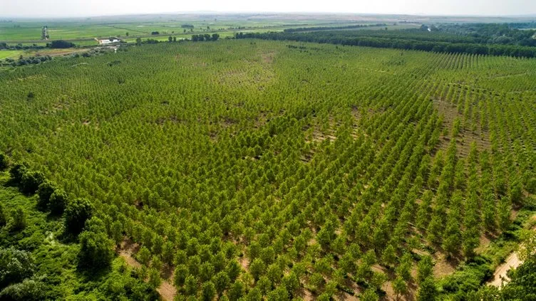 Türkiye’de 14 yılda 3 milyar 750 milyon ağaç dikildi
