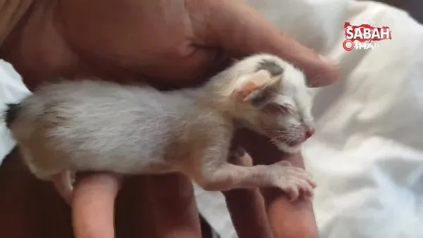 annesinin terk ettigi yavru kedi olmek uzereyken kurtarildi