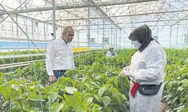 Yerli tohum dünyaya açıldı