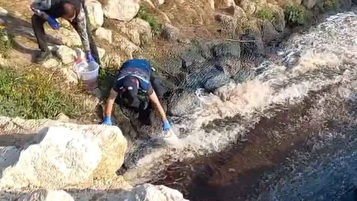 Bakanlık harekete geçti: Ceyhan Nehri'ndeki balık ölümlerine inceleme