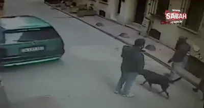 Beyoğlu’nda cep telefonu hırsızlığını köpek önledi... O anlar kamerada | Video