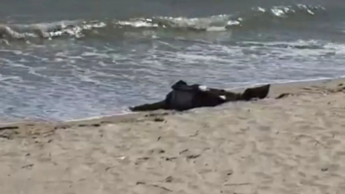 Karaburun sahilde çıkan cesedin 40 gündür aranan adama ait olduğu ortaya çıktı Karaburun sahilde çıkan cesedin 40 gündür aranan adama ait olduğu ortaya çıktı