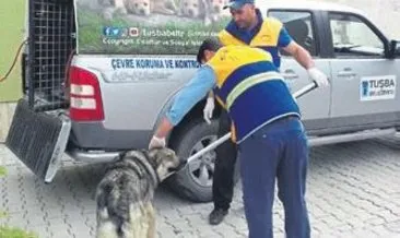Tuşba’da sokak hayvanları emin ellerde