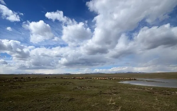 Kars'ta meralar canlanıyor