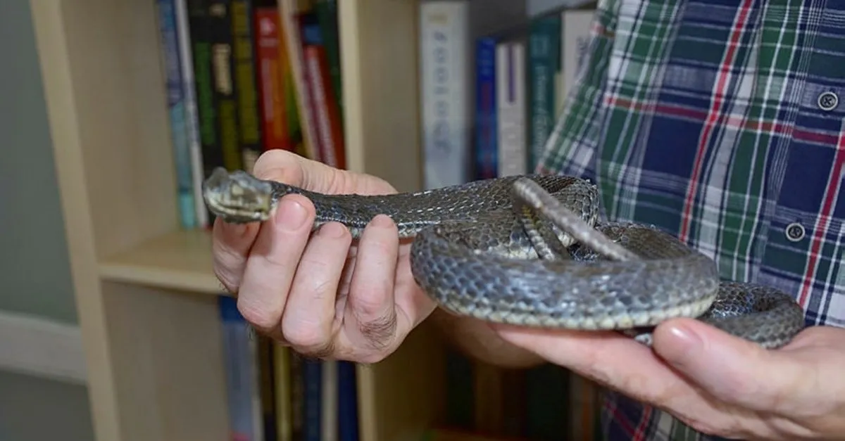 yilanlarin deprem habercisi olduguna
