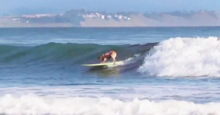 İnsanlardan iyi sörf yapıyor