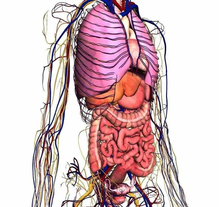 Organlar ne kadar sürede kendini yeniliyor