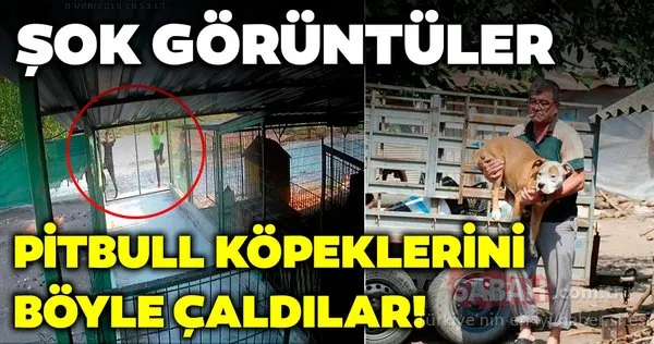 Barınağa giren hırsızlar pitbull cinsi köpekleri çalıp kaçtı