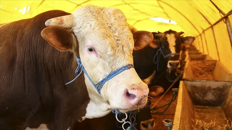 300 bin TL’ye de var 30 bin TL’ye de! 2026 kurbanlık fiyatları netleşti