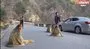 Altın maymunlar Çin'de yol kapattı | Video