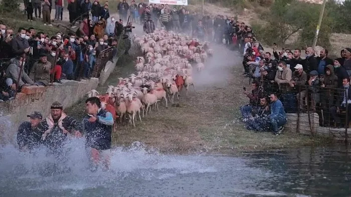 750 yıllık gelenek yaşatıldı, çobanlar göletten geçirdikleri sürüleri zapt etmekte zorlandı