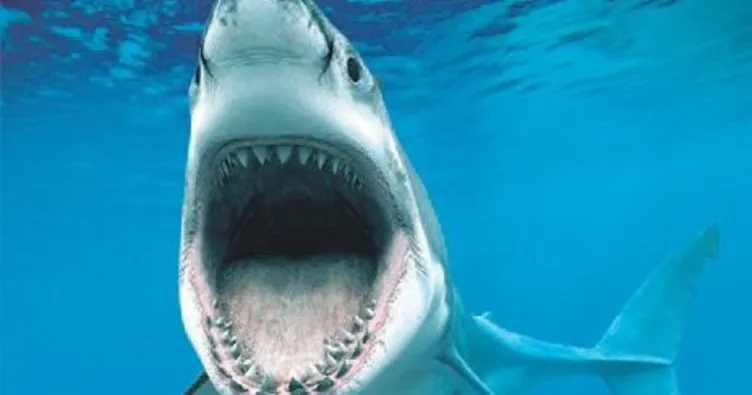 82 yıl sonra yine köpek balığı saldırısı