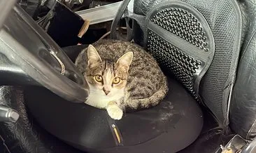 Kaportacı olarak doğmuş! Oto tamircisi kedi Nazlı sanayinin de göz bebeği!