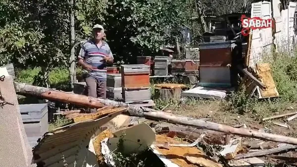 Aç kalan ayı köye indi, kovanlardaki arıları telef etti | Video