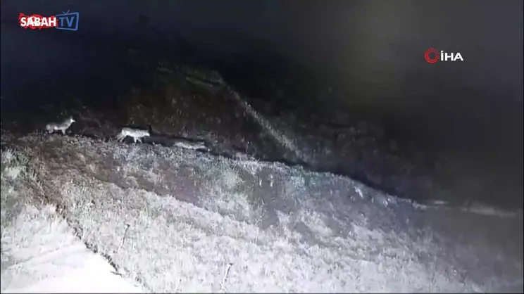 Adıyaman'da yiyecek arayan kurt sürüsü kamerada | Video