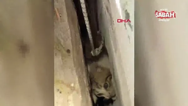Bodrum'da iki duvar arasına sıkışan kediyi itfaiyeye kurtardı | Video