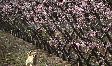 Nektarin kış ortasında çiçek açtı