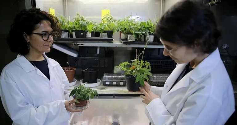 Ay ve Mars toprağında domates başarısı!