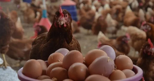 Yumurta ve tavuk eti üretimi artarken inek sütü miktarı azaldı