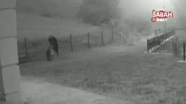 Çilek hırsızı ayılar kamerada | Video