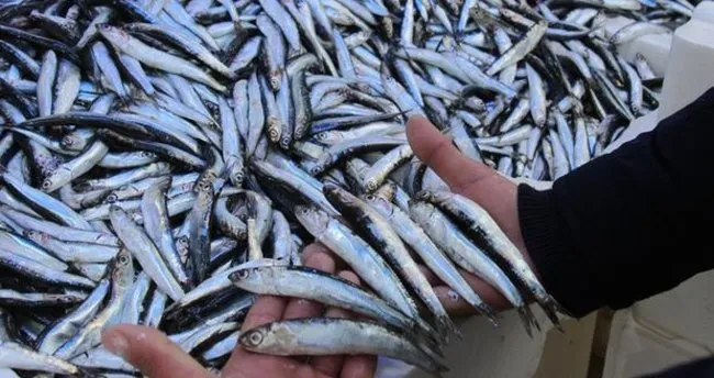 hamsi boy uzatip geri dondu son dakika haberler