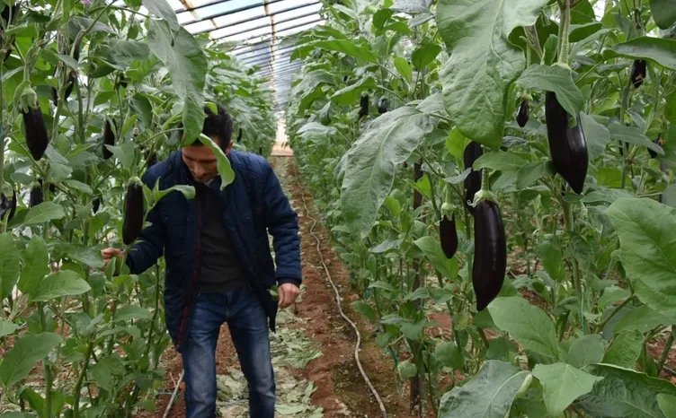 Bakanlık çiftçiler için yeni sistemi hayata geçiriyor! Tarih verildi