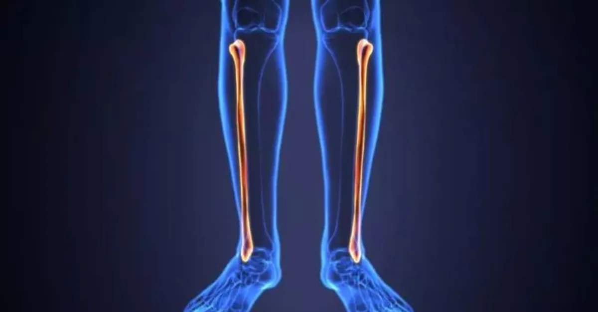 Fubulo Fibula Kemiği Neresi? Fibula Kemiği Nerede Bulunur ve Ne İşe Yarar ...