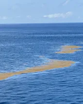 Atlantik’te kıta büyüklüğünde kahverengi şerit: Bilim insanları kırmızı alarm diyor