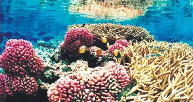 Karayipler’deki mercanlar 3D yazıcıyla korunacak