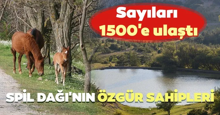 Spil Dağı’nın özgür sahipleri; yılkı atları