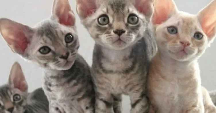 Alerji yapmayan kedi diye bir şey yok!