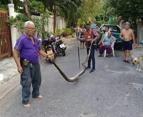 Davetsiz misafirler