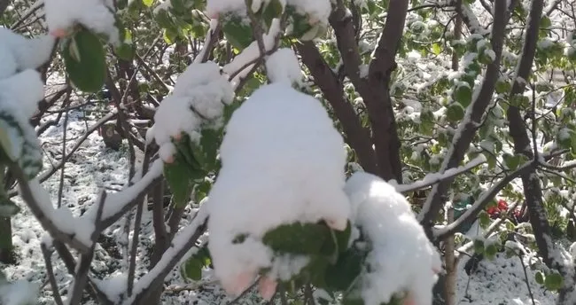 Sivas’ta 6 ilçeyi zirai don vurdu