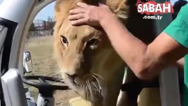 Safari yapan insanların aracına girerek hepsine birer birer sarılan aslan