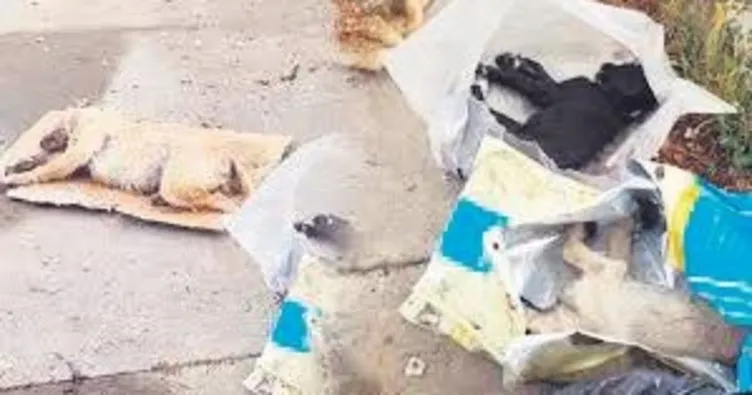 Sakarya’da 5 yavru köpek ölü bulundu