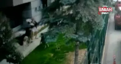 Site içerisinde köpeğini gezdiren kadın, başıboş köpekler tarafından böyle saldırıya uğradı | Video