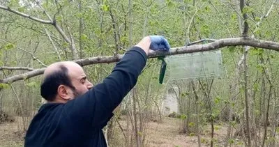 Kahverengi kokarcaya tuzak sistemi