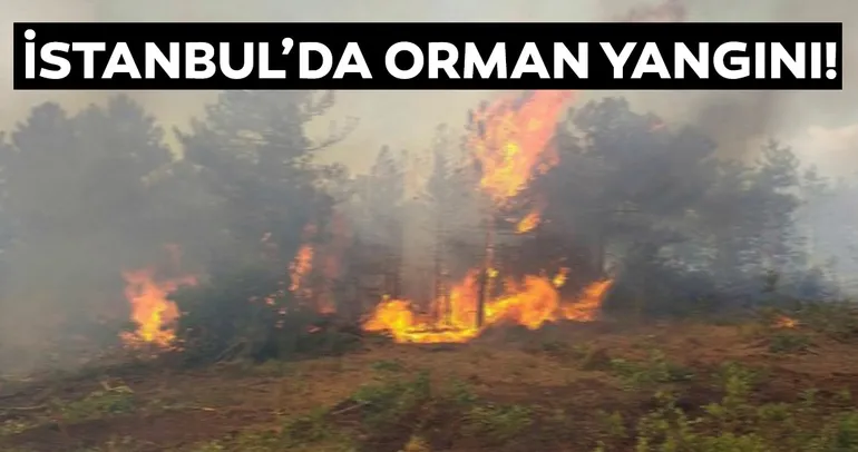 Burgazada’da ormanlık alanda yangın