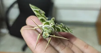 Bu kelebeğin tırtılına sakın dokunmayın: Zehirli olabilir!