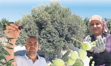 Yıllara meydan okuyan zeytin ağacı