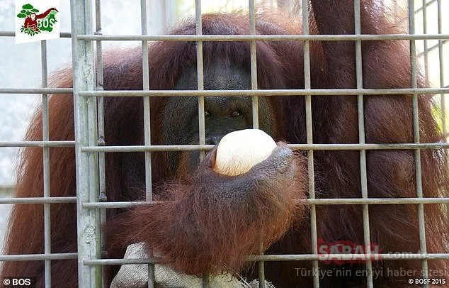 Endonezya’da iğrenç olay: Orangutan’ı 6 yıl boyunca...