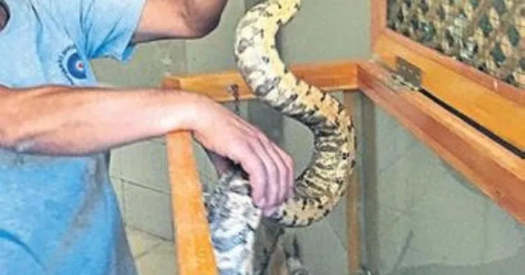 Valizden 2 metre boa yılanı çıktı